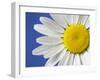 Marguerite / Ox Eye Daisy (Leucanthemum Vulgare) UK-Pete Cairns-Framed Photographic Print