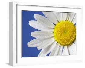 Marguerite / Ox Eye Daisy (Leucanthemum Vulgare) UK-Pete Cairns-Framed Photographic Print