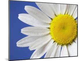 Marguerite / Ox Eye Daisy (Leucanthemum Vulgare) UK-Pete Cairns-Mounted Photographic Print