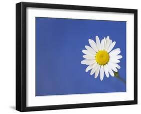 Marguerite / Ox Eye Daisy (Leucanthemum Vulgare) UK-Pete Cairns-Framed Photographic Print