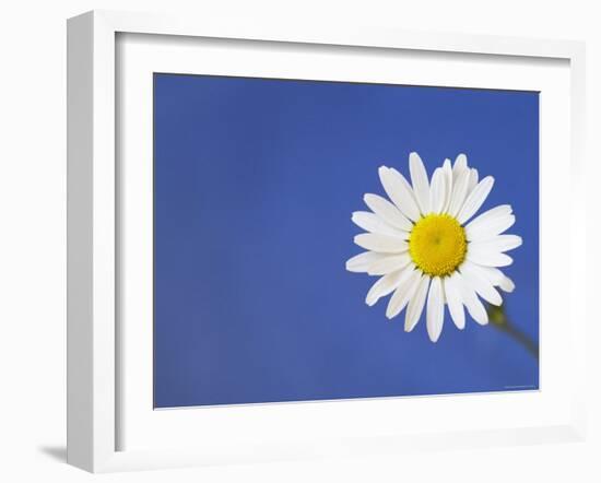 Marguerite / Ox Eye Daisy (Leucanthemum Vulgare) UK-Pete Cairns-Framed Photographic Print