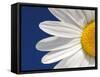 Marguerite Oxeye Daisy Detail, Devon, UK-Ross Hoddinott-Framed Stretched Canvas