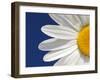 Marguerite Oxeye Daisy Detail, Devon, UK-Ross Hoddinott-Framed Photographic Print