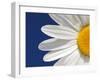 Marguerite Oxeye Daisy Detail, Devon, UK-Ross Hoddinott-Framed Photographic Print