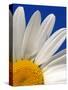 Marguerite Oxeye Daisy, Devon, UK-Ross Hoddinott-Stretched Canvas