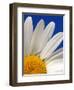 Marguerite Oxeye Daisy, Devon, UK-Ross Hoddinott-Framed Photographic Print