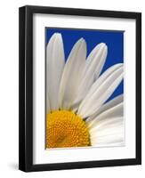 Marguerite Oxeye Daisy, Devon, UK-Ross Hoddinott-Framed Photographic Print