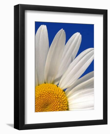 Marguerite Oxeye Daisy, Devon, UK-Ross Hoddinott-Framed Photographic Print