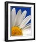 Marguerite Oxeye Daisy, Devon, UK-Ross Hoddinott-Framed Photographic Print