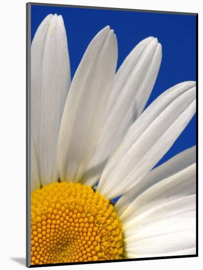 Marguerite Oxeye Daisy, Devon, UK-Ross Hoddinott-Mounted Photographic Print