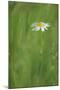 Marguerite - Oxeye Daisy (Leucanthemum Vulgare) in Flower, Roudenhaff, Mullerthal, Luxembourg-Tønning-Mounted Photographic Print