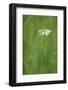 Marguerite - Oxeye Daisy (Leucanthemum Vulgare) in Flower, Roudenhaff, Mullerthal, Luxembourg-Tønning-Framed Photographic Print