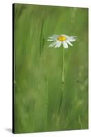 Marguerite - Oxeye Daisy (Leucanthemum Vulgare) in Flower, Roudenhaff, Mullerthal, Luxembourg-Tønning-Stretched Canvas