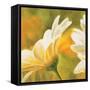 Marguerites dans le soleil 2-Pierre Viollet-Framed Stretched Canvas