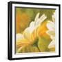 Marguerites dans le soleil 2-Pierre Viollet-Framed Art Print