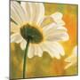 Marguerites dans le soleil I-Pierre Viollet-Mounted Art Print