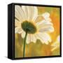 Marguerites dans le soleil I-Pierre Viollet-Framed Stretched Canvas