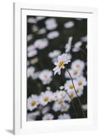 marguerites, flower meadow, close-up,-Nadja Jacke-Framed Photographic Print