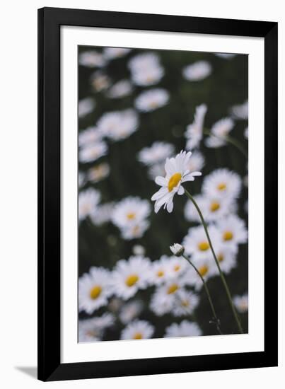 marguerites, flower meadow, close-up,-Nadja Jacke-Framed Photographic Print