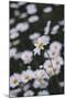 marguerites, flower meadow, close-up,-Nadja Jacke-Mounted Photographic Print