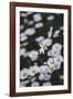 marguerites, flower meadow, close-up,-Nadja Jacke-Framed Photographic Print
