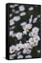 marguerites, flower meadow, close-up,-Nadja Jacke-Framed Stretched Canvas