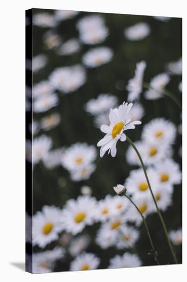 marguerites, flower meadow, close-up,-Nadja Jacke-Stretched Canvas