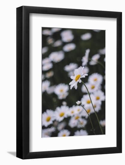 marguerites, flower meadow, close-up,-Nadja Jacke-Framed Photographic Print