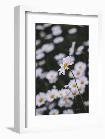 marguerites, flower meadow, close-up,-Nadja Jacke-Framed Photographic Print