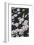 marguerites, flower meadow, close-up,-Nadja Jacke-Framed Photographic Print