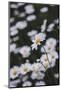 marguerites, flower meadow, close-up,-Nadja Jacke-Mounted Photographic Print