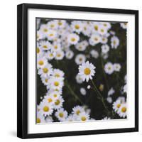 marguerites, flower meadow, close-up,-Nadja Jacke-Framed Photographic Print