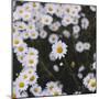 marguerites, flower meadow, close-up,-Nadja Jacke-Mounted Photographic Print