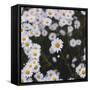 marguerites, flower meadow, close-up,-Nadja Jacke-Framed Stretched Canvas
