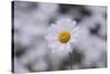 marguerites, flower meadow, close-up,-Nadja Jacke-Stretched Canvas