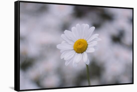 marguerites, flower meadow, close-up,-Nadja Jacke-Framed Stretched Canvas