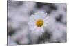 marguerites, flower meadow, close-up,-Nadja Jacke-Stretched Canvas