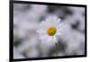 marguerites, flower meadow, close-up,-Nadja Jacke-Framed Photographic Print