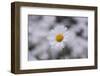 marguerites, flower meadow, close-up,-Nadja Jacke-Framed Photographic Print