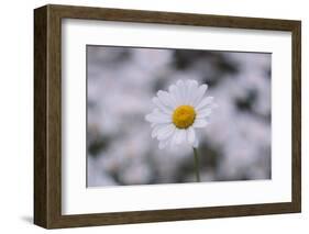 marguerites, flower meadow, close-up,-Nadja Jacke-Framed Photographic Print