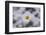 marguerites, flower meadow, close-up,-Nadja Jacke-Framed Photographic Print