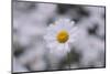 marguerites, flower meadow, close-up,-Nadja Jacke-Mounted Photographic Print