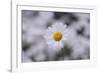 marguerites, flower meadow, close-up,-Nadja Jacke-Framed Photographic Print