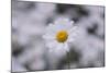 marguerites, flower meadow, close-up,-Nadja Jacke-Mounted Photographic Print