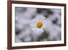 marguerites, flower meadow, close-up,-Nadja Jacke-Framed Photographic Print