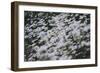 marguerites, flower meadow, close-up,-Nadja Jacke-Framed Photographic Print