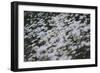 marguerites, flower meadow, close-up,-Nadja Jacke-Framed Photographic Print