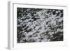 marguerites, flower meadow, close-up,-Nadja Jacke-Framed Photographic Print