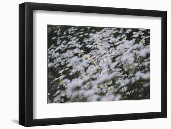 marguerites, flower meadow, close-up,-Nadja Jacke-Framed Photographic Print