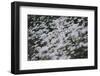 marguerites, flower meadow, close-up,-Nadja Jacke-Framed Photographic Print